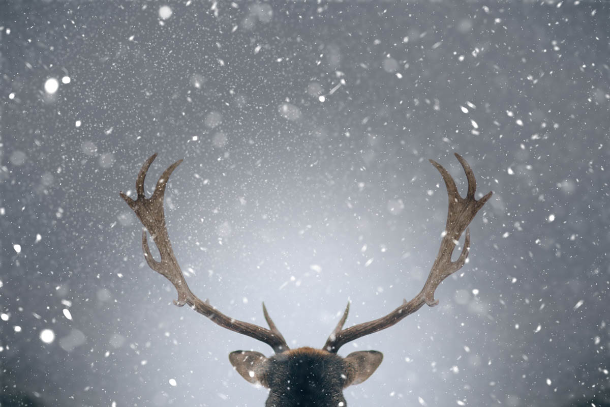 Reindeer silhouette in falling snow, representing tradition and dignity
